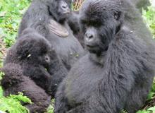 Small group of gorillas from the Kwitonda family. Photos by Esther Perica